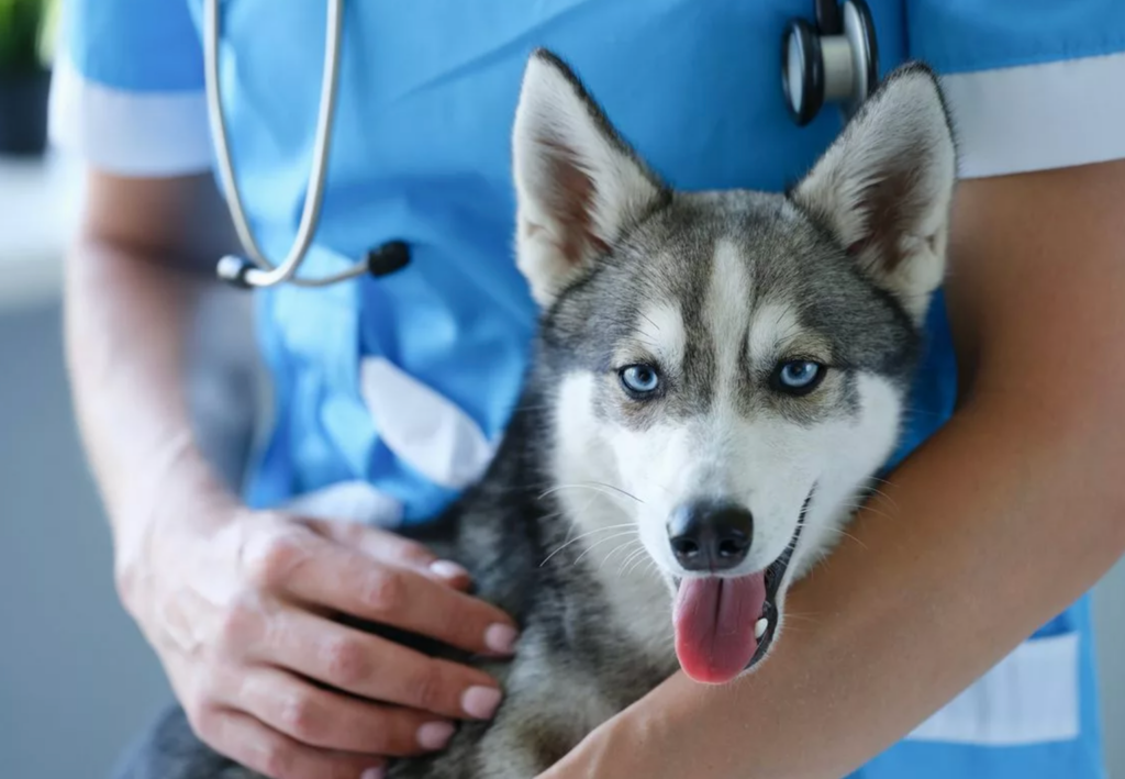 Canine Diagnostics